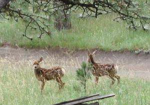 Twin Fawns